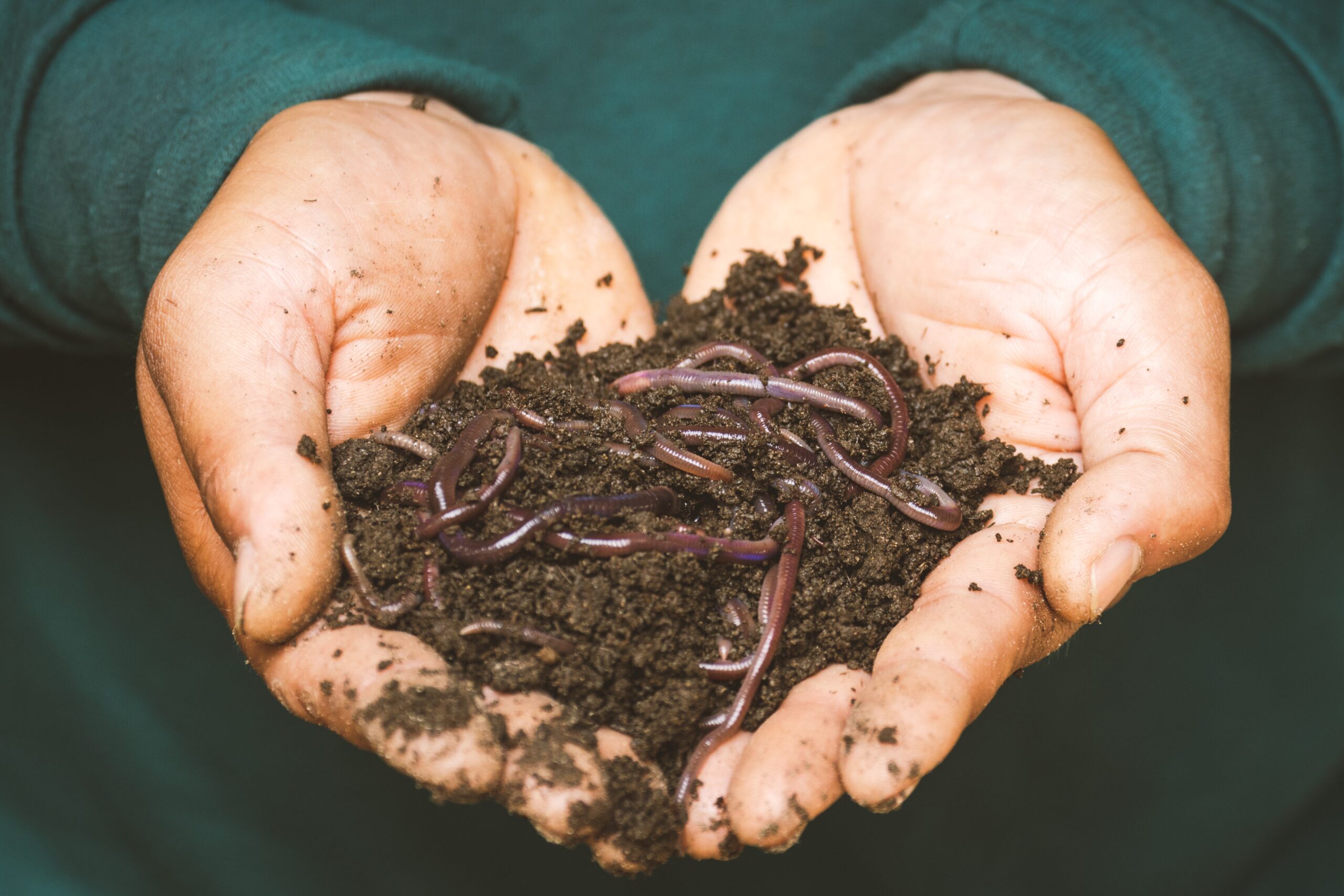Urban Worm Bag Starter Kit with Live Worms, Bedding, & Worm Chow