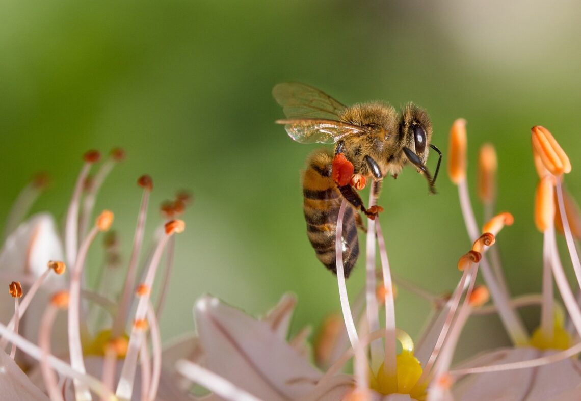 Help pollinators make a comeback with these tips on how to grow a pollinator garden.