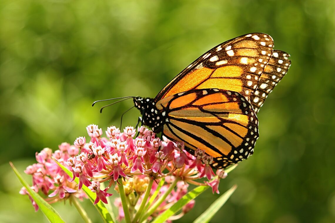 Grow a monarch habitat garden to help monarch butterflies. Here's how!