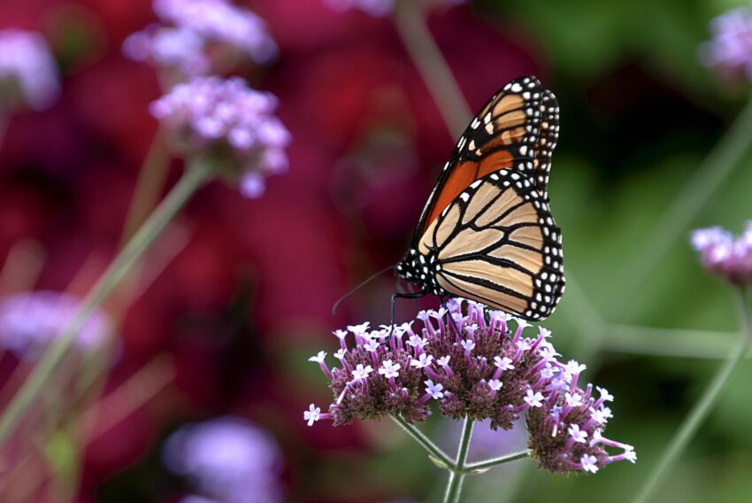 How to Help Monarch Butterflies by Growing a Monarch Butterfly Garden