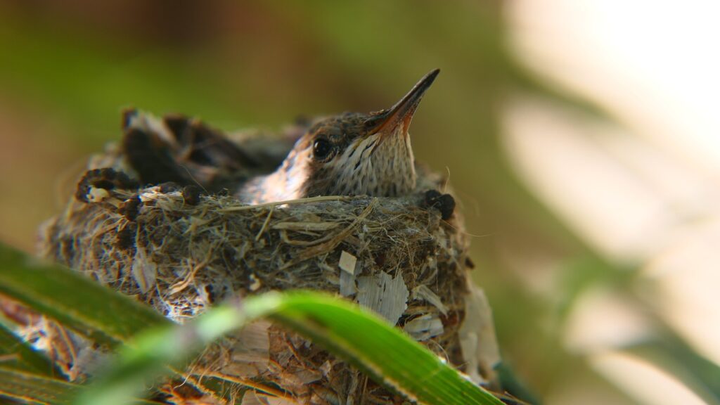 Deciduous trees provide safe refuge for hummingbird nests.