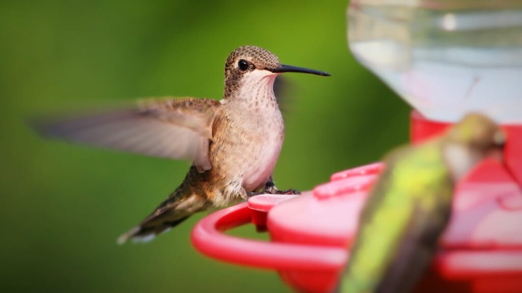 Hummingbird feeders are always a hit with hummingbirds!