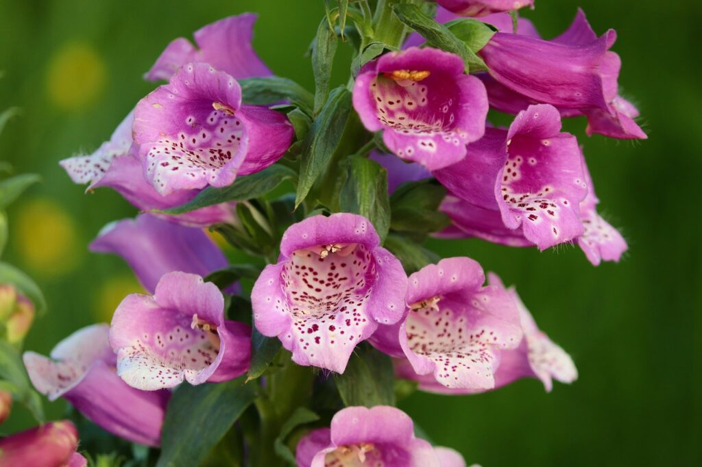 Foxgloves bloom in summer, but you should also plant spring and autumn blooming flowers for hummingbirds.