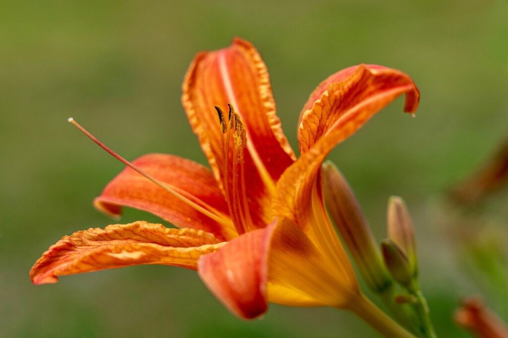 Deadheading plants like daylilies improves the look of your plants and encourages flowering.