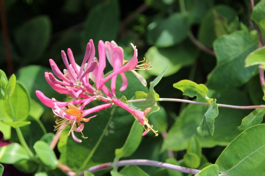 Coral honeysuckle has tubular flowers that are perfect for slender hummingbird beaks.