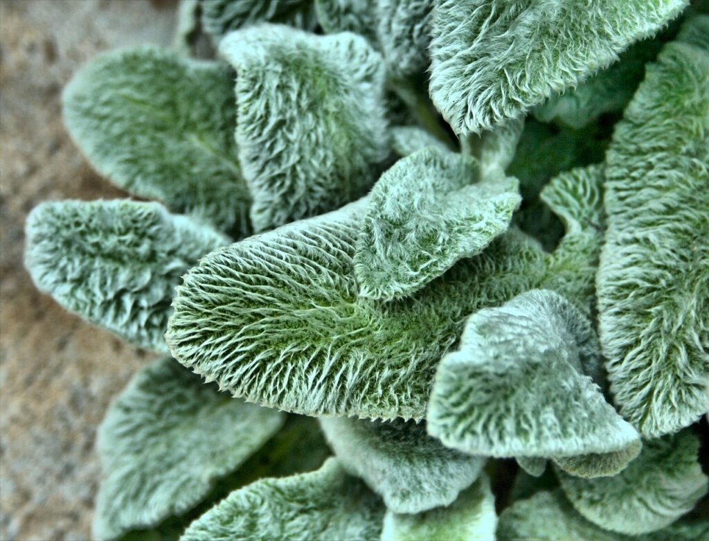 Hummingbirds line their nests with soft items like lamb's ear and dandelion fluff.