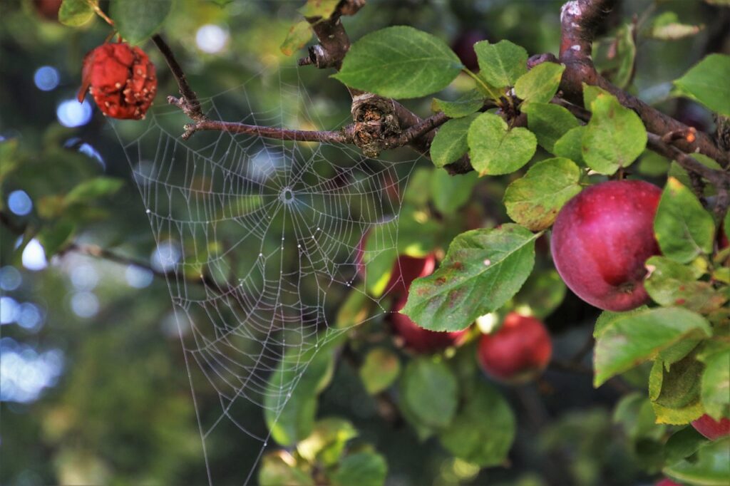 Organic pest control methods are safer for hummingbirds and other pollinators.