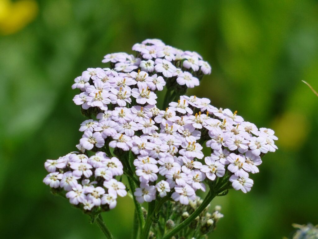 Flowers like yarrow and dill attract insects that hummingbirds feed on.