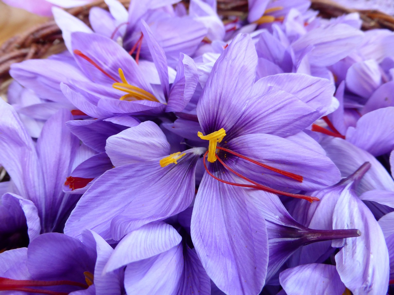 Saffron is one of the most profitable crops for small space gardeners!