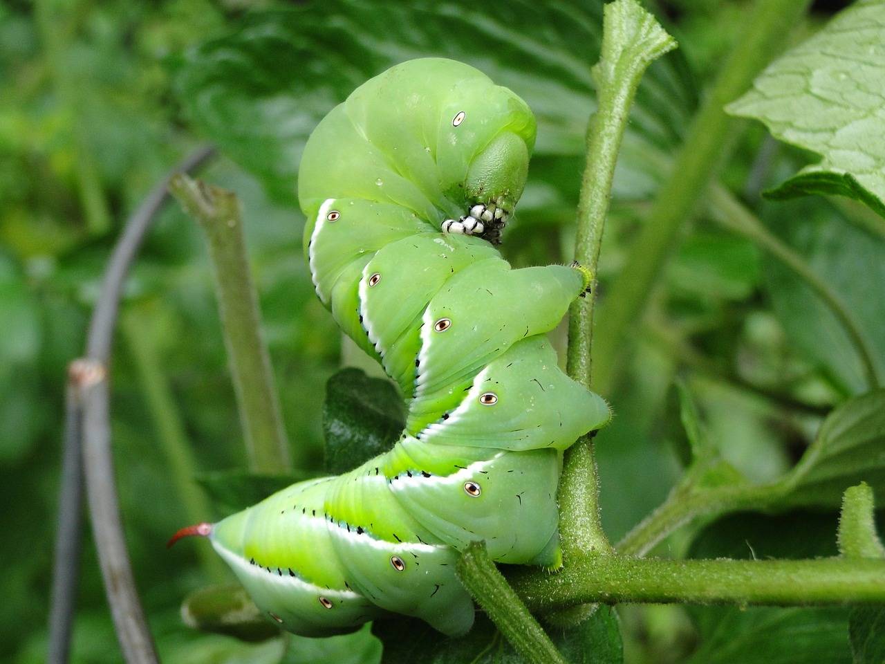 Keep garden pests like tomato hornworms away with natural pest control!