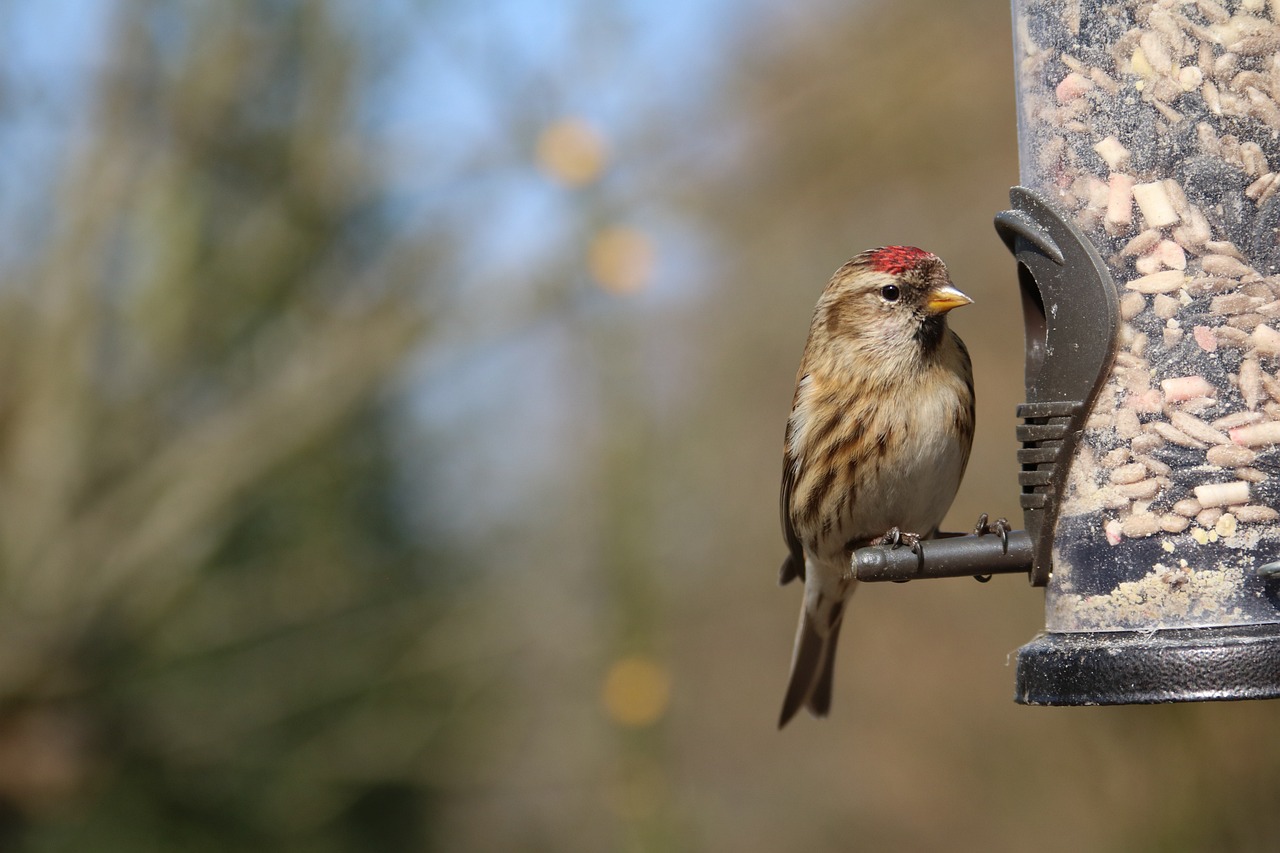 Attract birds and other wildlife to your winter garden with these quick gardening tips!