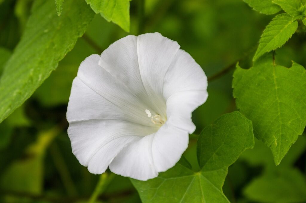 Best Wild Plants for Basket Weaving That You Can Forage