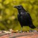 To attract crows, make a quick crow feeder DIY by placing peanuts and cat or dog kibble on the ground.