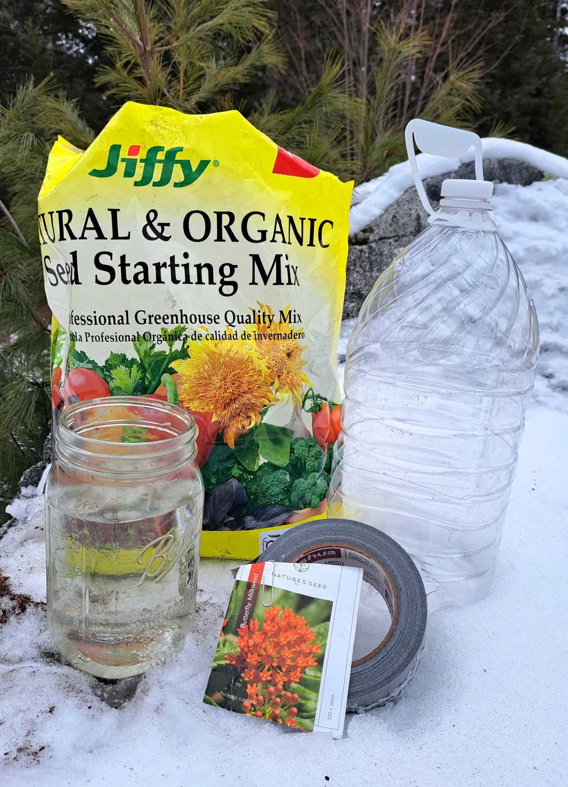 Make a milk jug greenhouse and cold stratify seeds outdoors in winter!