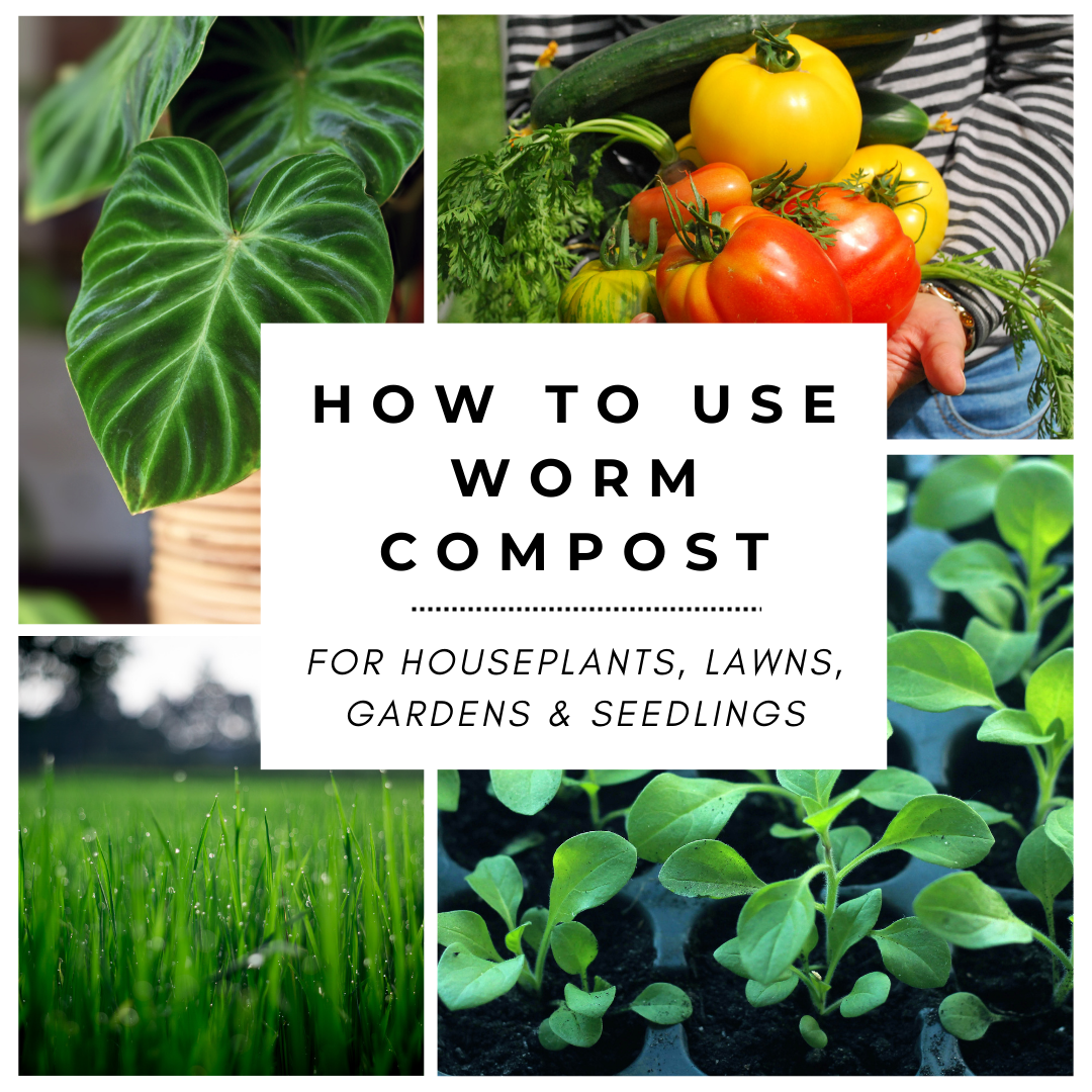 Grow healthier houseplants, gardens and lawns organically with vermicompost!