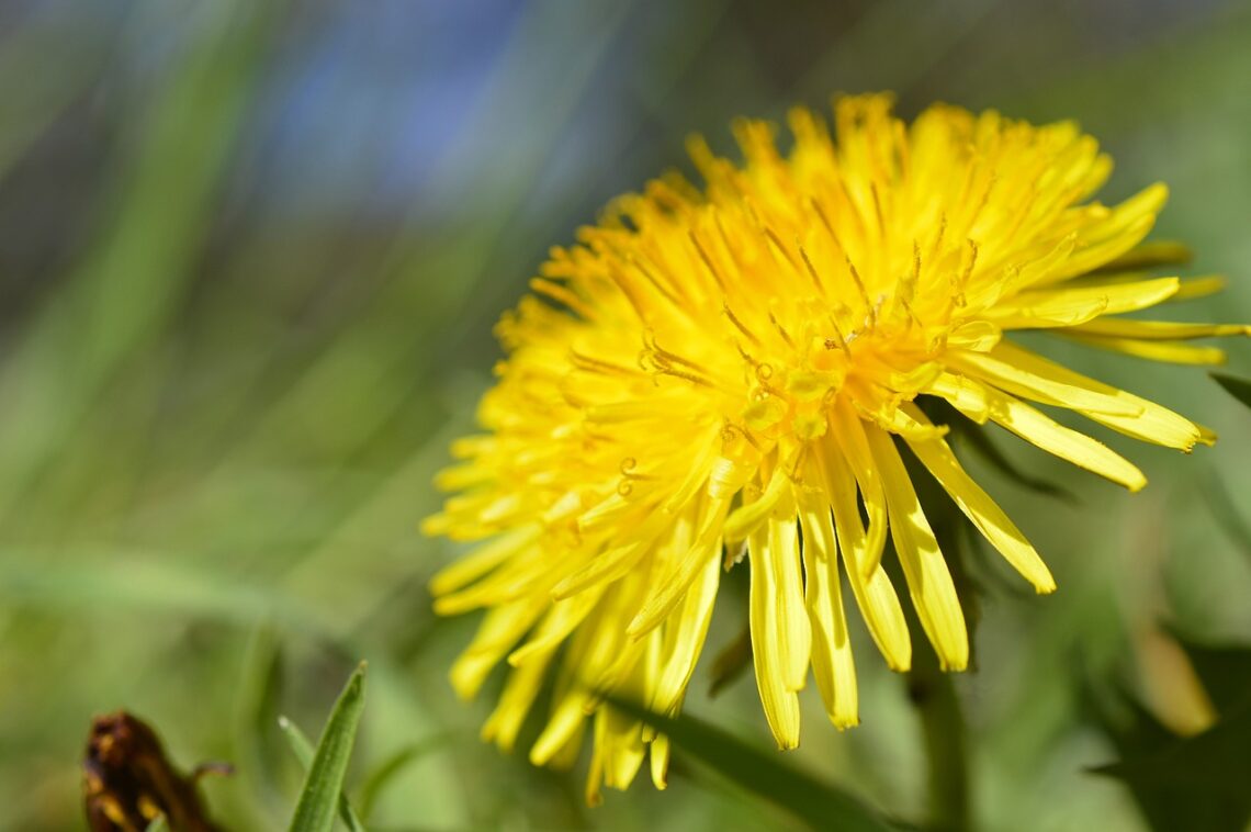 Organic dandelion root tastes like coffee and it can be used in many vegan recipes!