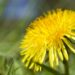 Organic dandelion root tastes like coffee and it can be used in many vegan recipes!