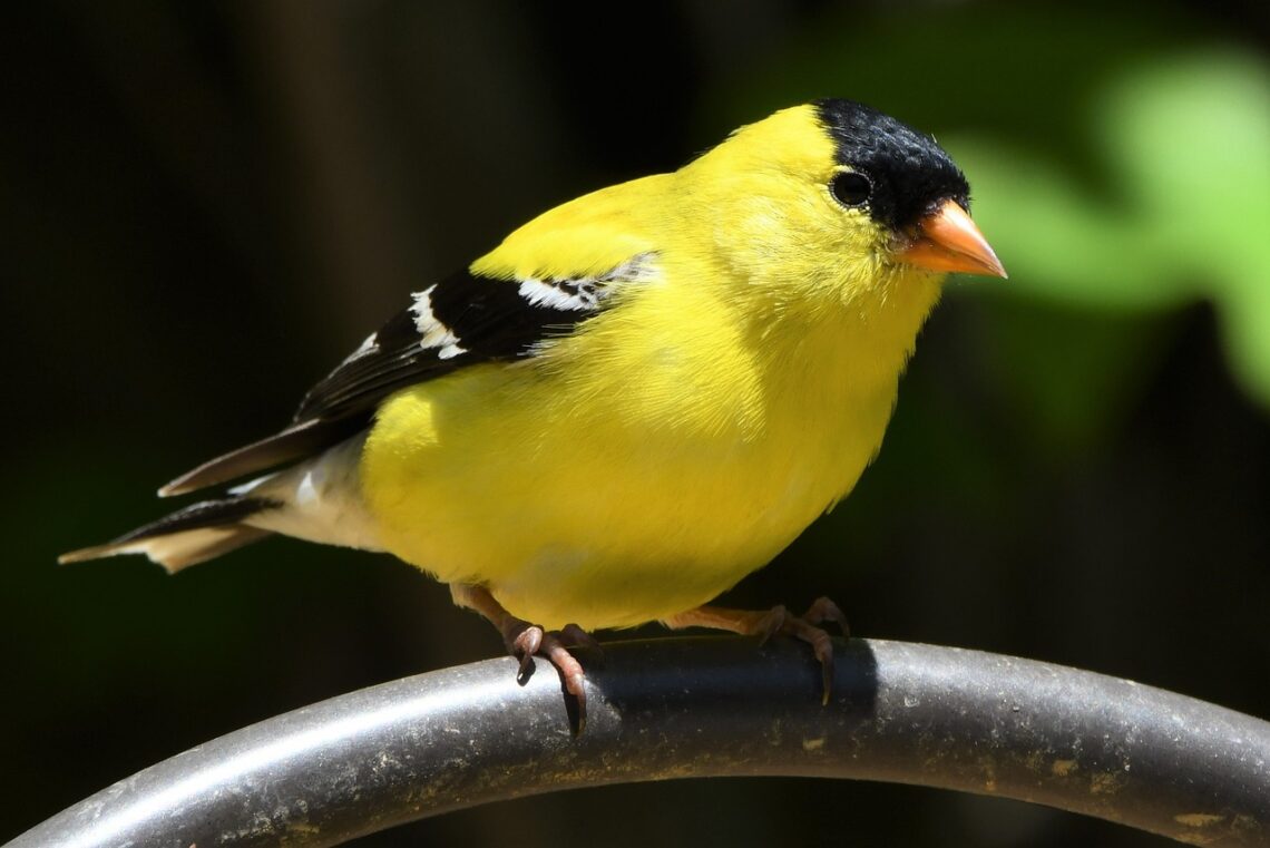 Goldfinches are the stars of summer gardens but these tips will help you attract finches to your garden in any season!