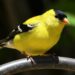 Goldfinches are the stars of summer gardens but these tips will help you attract finches to your garden in any season!