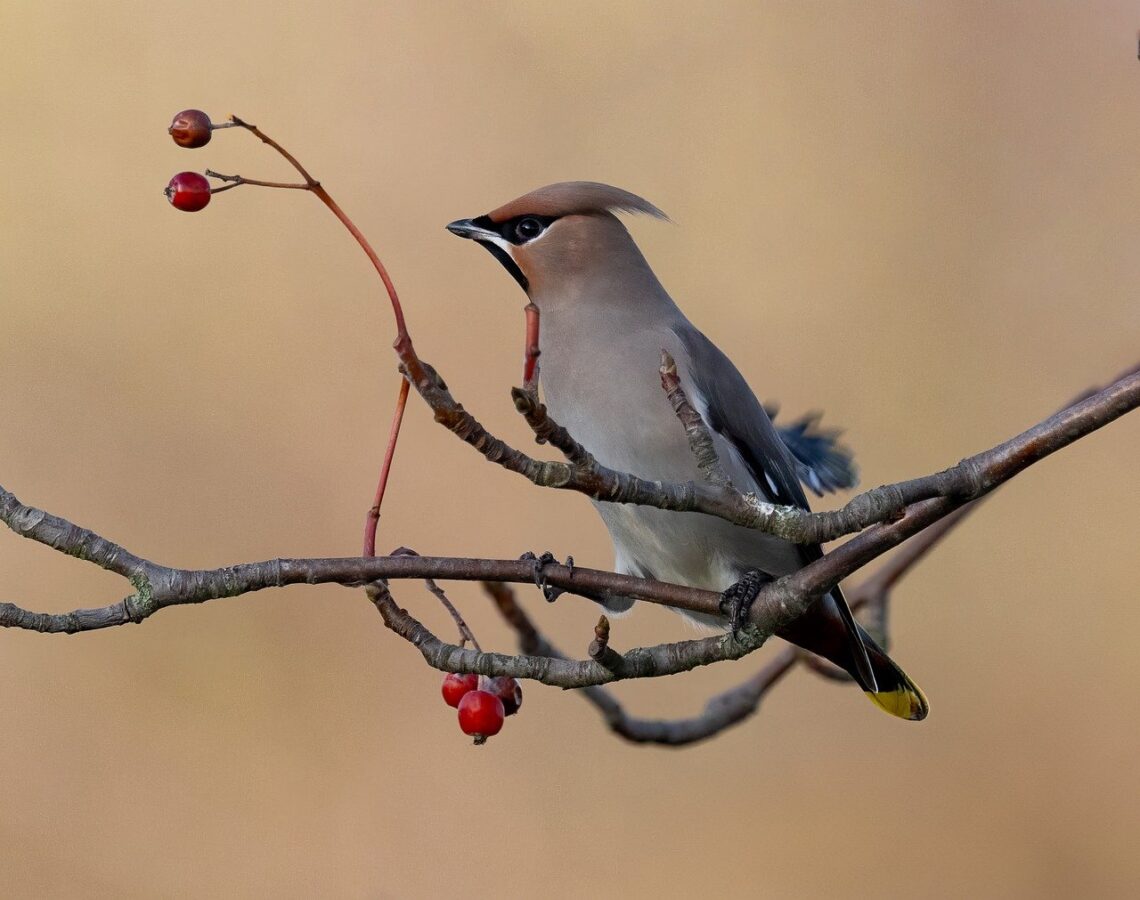 Attract waxwings to your garden by growing these North American native plants and berry producing shrubs.
