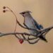 Attract waxwings to your garden by growing these North American native plants and berry producing shrubs.