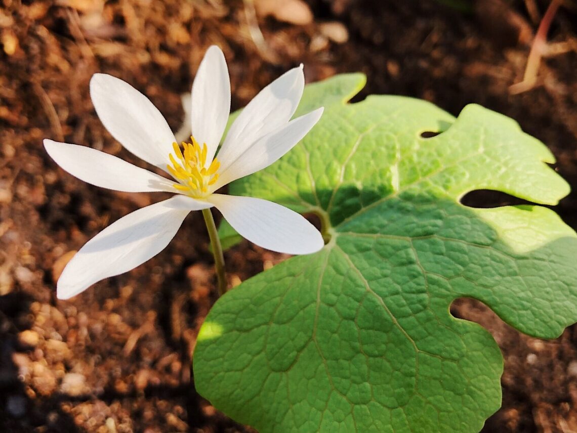 Bloodroot and other native spring ephemerals are some of the first plants to bloom in spring.