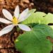 Bloodroot and other native spring ephemerals are some of the first plants to bloom in spring.