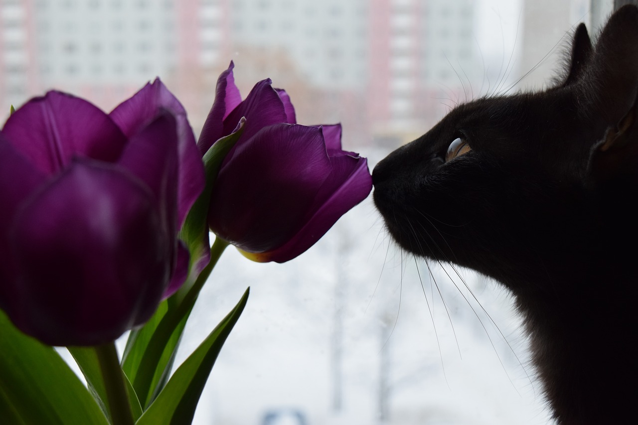 Are tulips toxic to cats best sale and dogs