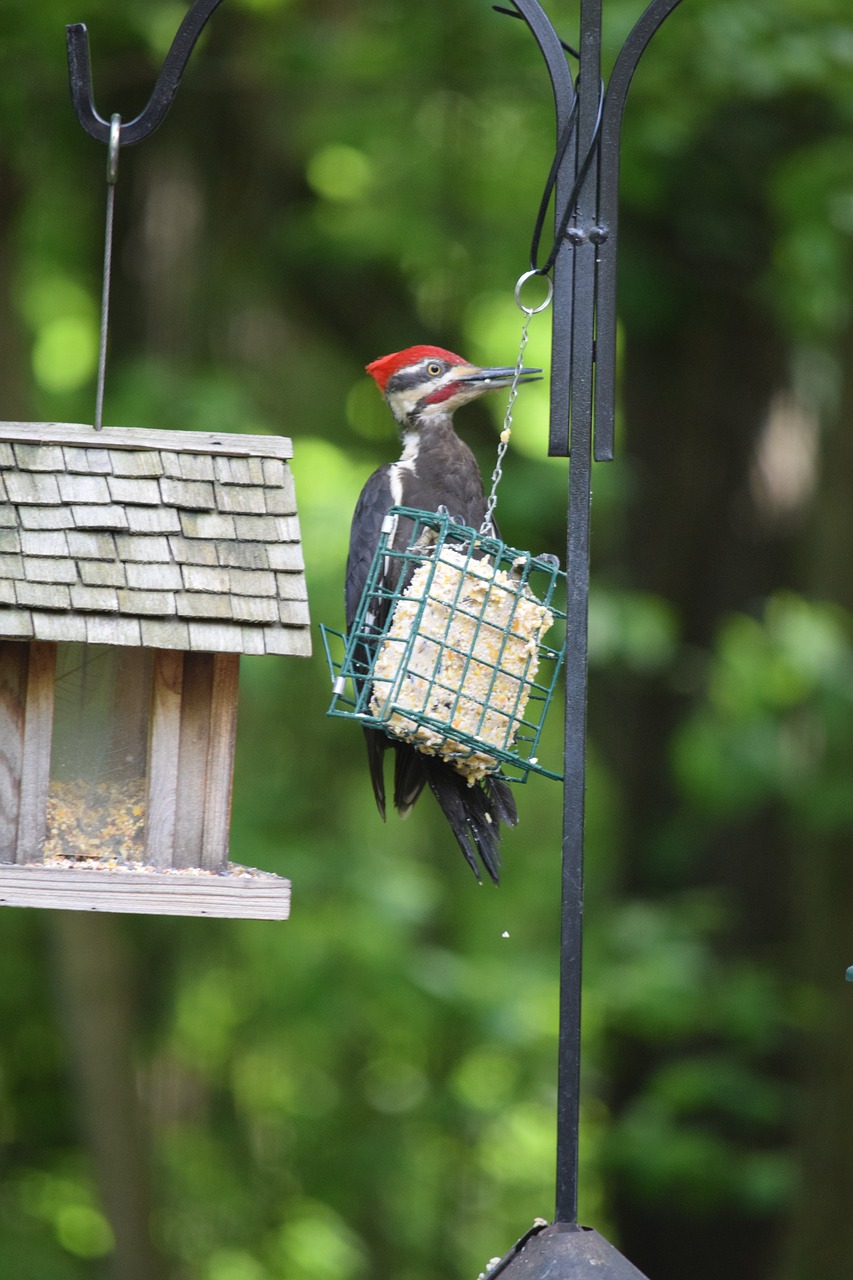 Building A Woodpecker Habitat: How To Attract Woodpeckers To Your Garden