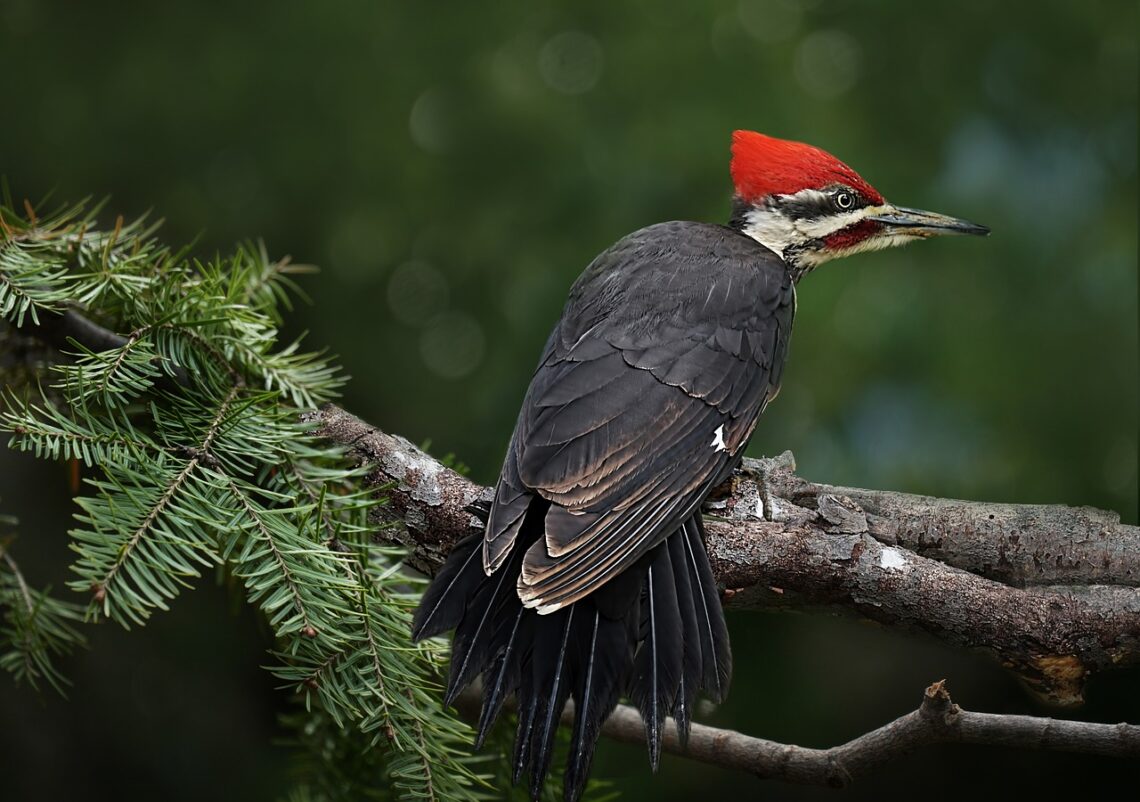 Learn how to attract woodpeckers, like pileated woodpeckers, with these simple tips!