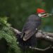 Learn how to attract woodpeckers, like pileated woodpeckers, with these simple tips!