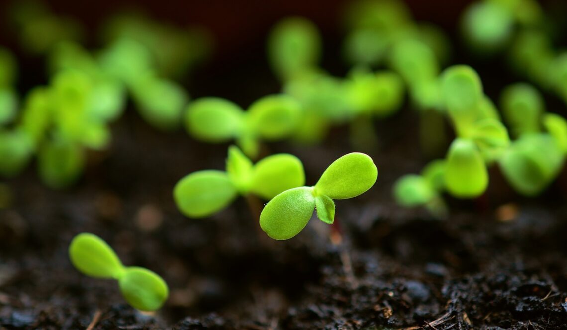 Indoor sowing allows gardeners to plant seeds weeks to months earlier than direct sowing in outdoor gardens!