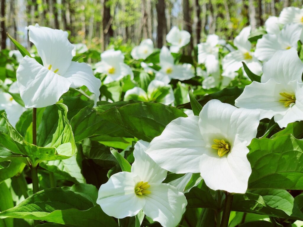 Trilliums and other spring ephemerals are some of the first plants to bloom in spring.