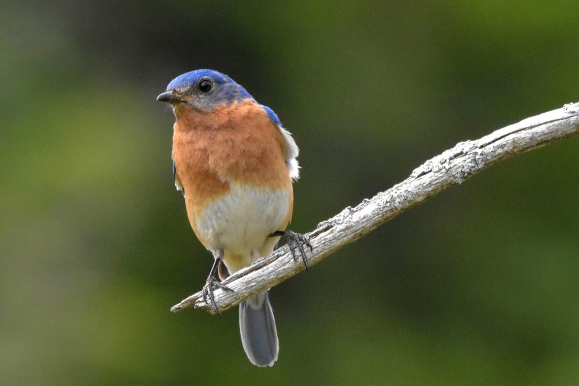 Attract bluebirds by providing the right shelter, water and food resources.