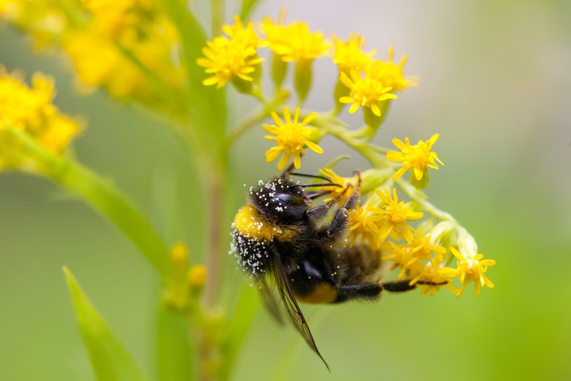 Growing native plants like goldenrod has tons of benefits for you and pollinators too!