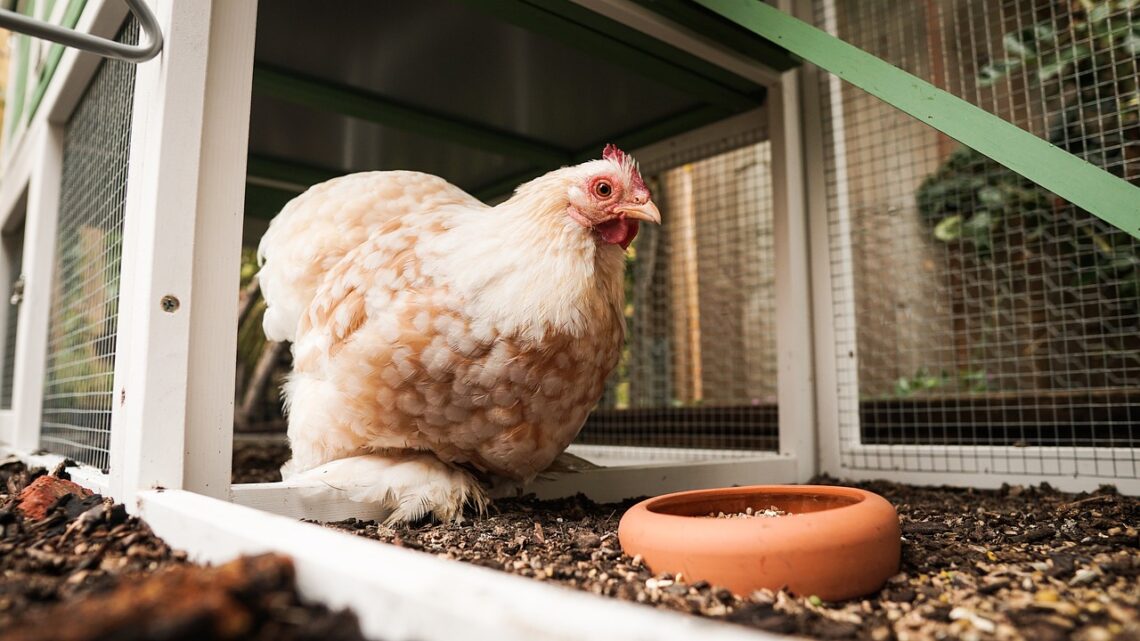 Learning about chicken keeping and gardening now will make it easier to start homesteading when the time comes!