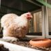 Learning about chicken keeping and gardening now will make it easier to start homesteading when the time comes!