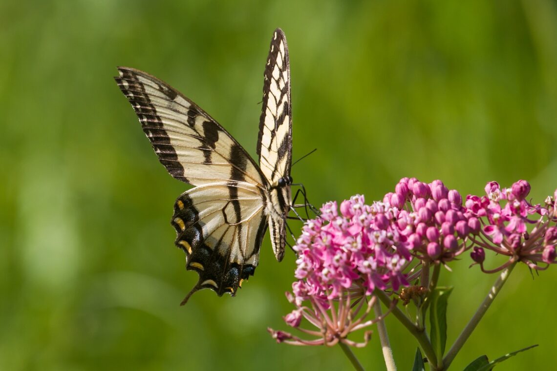 How to grow milkweed from seeds for an organic pollinator garden.