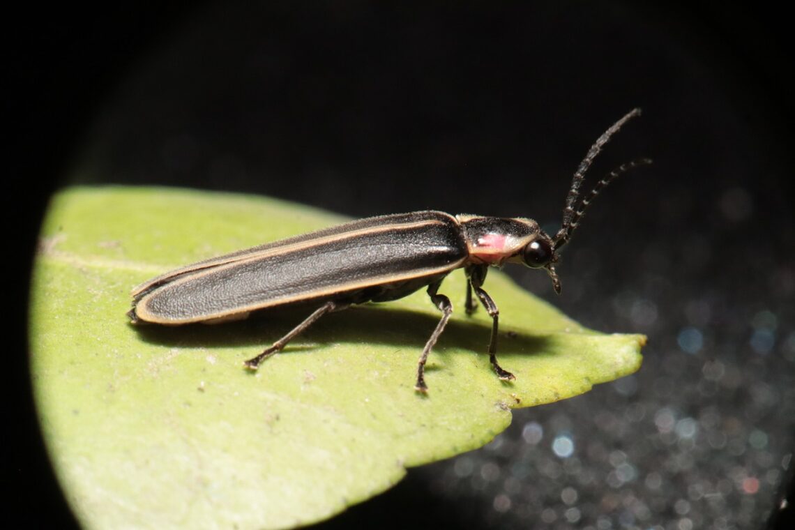 How to attract fireflies by growing a wildlife habitat garden for pollinators.