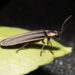 How to attract fireflies by growing a wildlife habitat garden for pollinators.