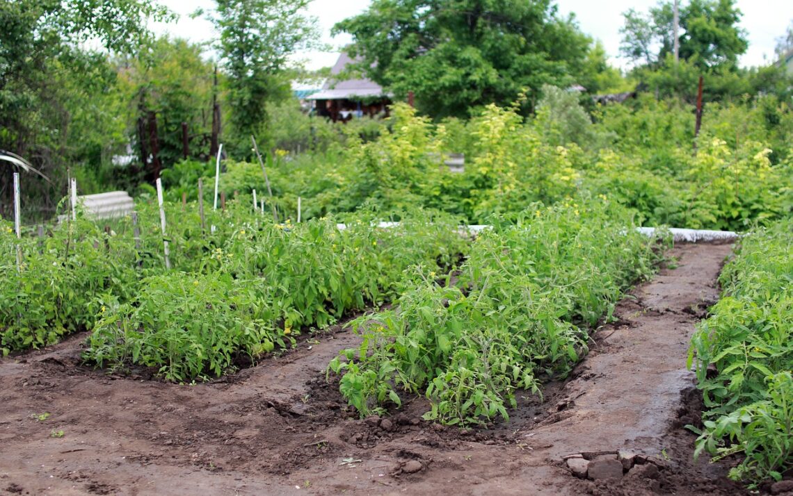 Crop rotation tips for healthier soil and reduced plant pests and diseases!