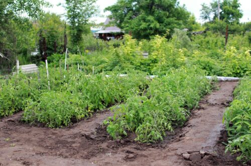 Crop rotation tips for healthier soil and reduced plant pests and diseases!
