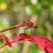 Attract dragonflies to garden spaces and control mosquitoes naturally!