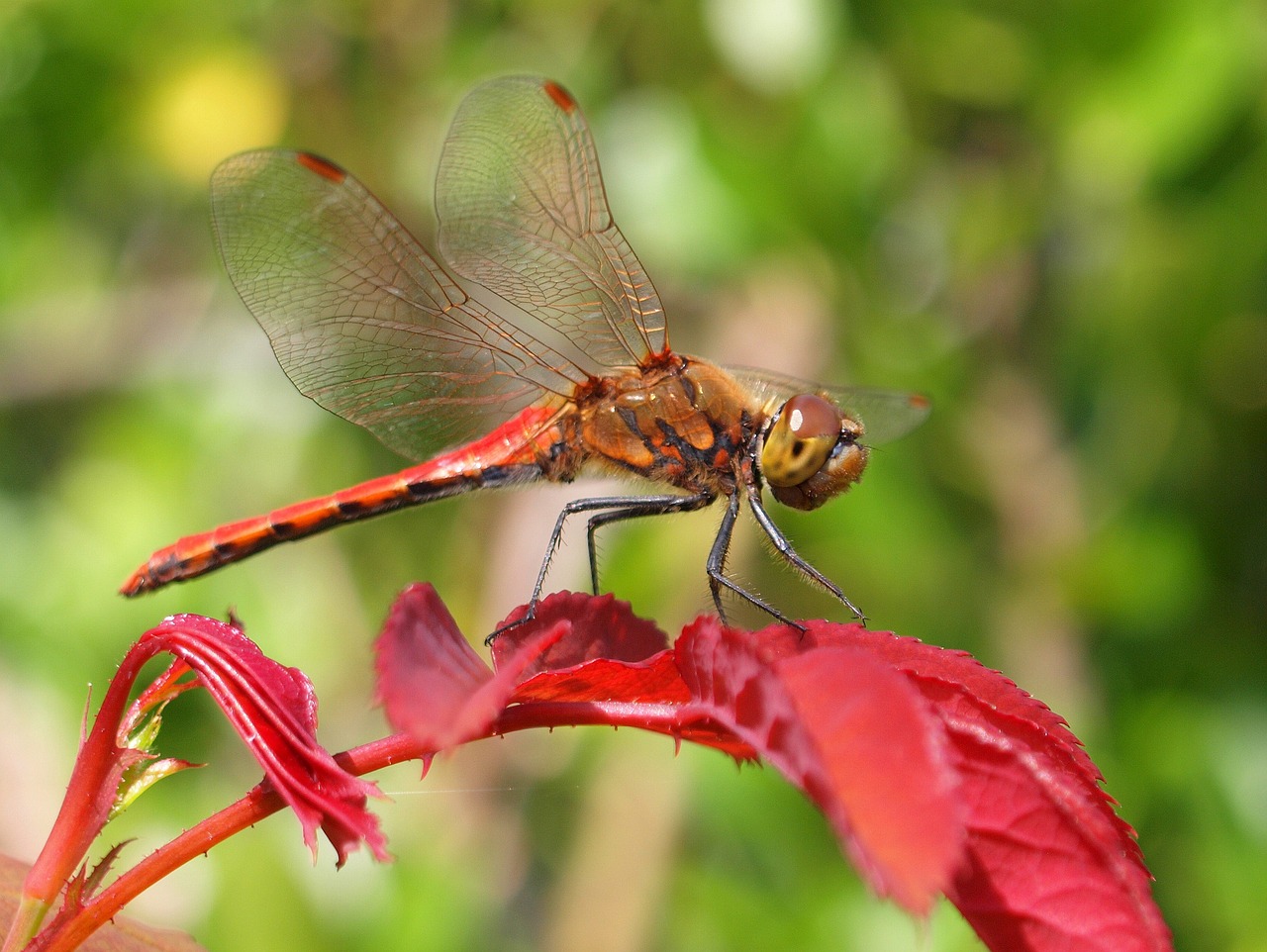 How to Attract Dragonflies with a Dragonfly Habitat Garden