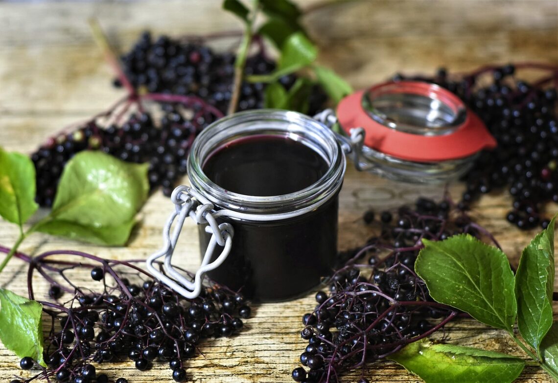 How to grow elderberries for harvesting!