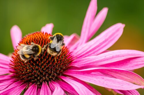 Native plants, like coneflowers, are the best flowers for bees!