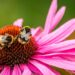 Native plants, like coneflowers, are the best flowers for bees!