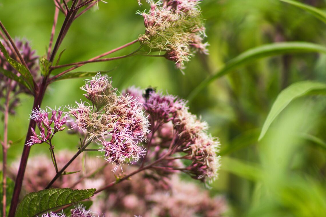 Joe Pye weed provides shelter for nesting bees with its hollow stems.