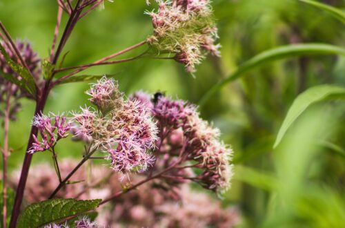 Joe Pye weed provides shelter for nesting bees with its hollow stems.