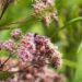 Joe Pye weed provides shelter for nesting bees with its hollow stems.